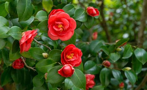 Camellia japonica 'Dr. King' online kopen Camelia struik