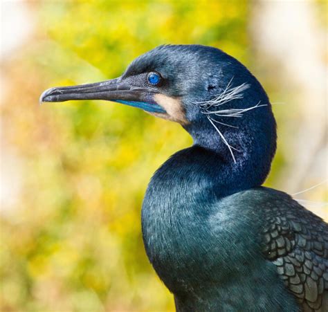 Brandt's Cormorant [IMAGE] | EurekAlert! Science News Releases