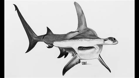 Great Hammerhead Shark Drawing at PaintingValley.com | Explore collection of Great Hammerhead ...