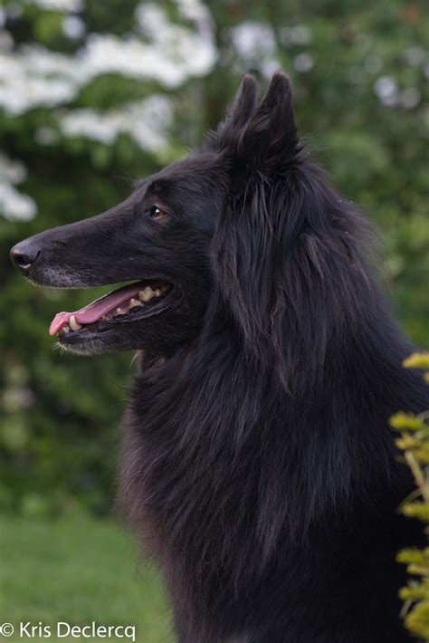 Belgian groenendael | Dog breeds, Belgian dog, Belgian sheepdog