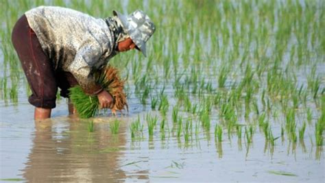 Cambodia’s rice exports rise in first half - The Cambodia Daily