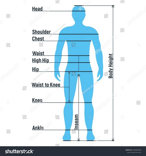 Male Size Chart Anatomy Human Character: เวกเตอร์สต็อก (ปลอดค่าลิขสิทธิ์) 1903683580 | Shutterstock