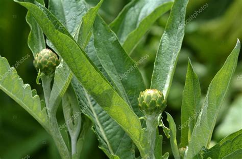 Artichoke plant Stock Photo by ©lucidwaters 41236993