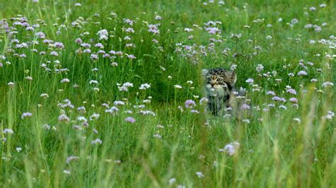 The Kingdom of Biodiversity | Hulun Lake: Mammals - CGTN