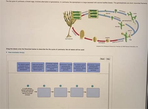 Solved The ite cycle of Laminaria, a brown alga, involves | Chegg.com