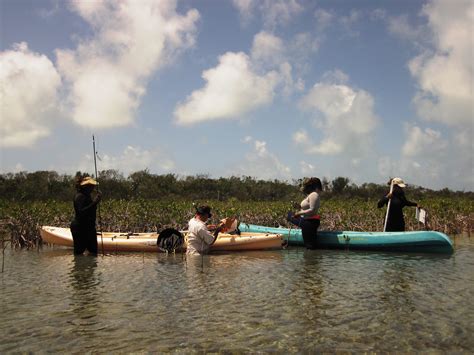 Monitoring Mangrove Rehabilitation in Bonefish Pond National Park - Blue Project Atlantis