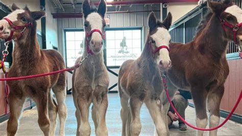 Budweiser announces birth of 4 new Clydesdales