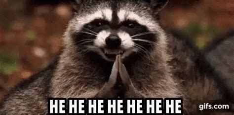 Hehe Raccoon GIF - Hehe Raccoon Ornery - Discover & Share GIFs