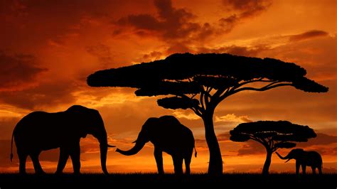 Africa Continent Wallpaper