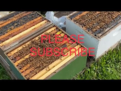 Spring 2020, honey bees, nucs - YouTube