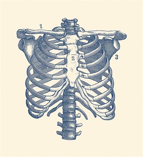 Anatomy Rib Cage Shoulder And Rib Cage Diagram Vintage Anatomy | The Best Porn Website