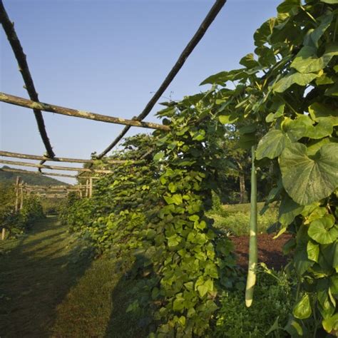 The Vegetable Garden at Monticello | Monticello