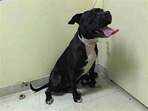 harker heights tx animal shelter