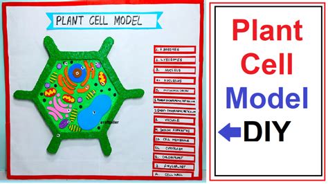 plant cell model making – simple and easy science project for exhibition – diy - Science ...