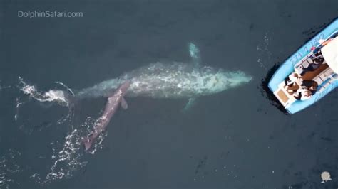 Extremely rare gray whale birth captured on camera, possibly for the ...