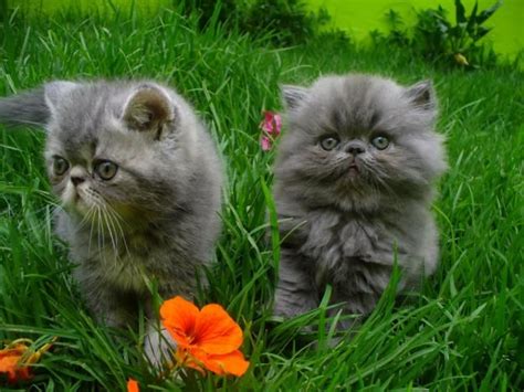 Persian Kitties. The right one looks like my old Iriska when she was a ...