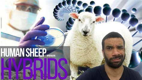 Human sheep hybrids - #FOTD375 - YouTube