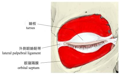 Orbital Septum Anatomy