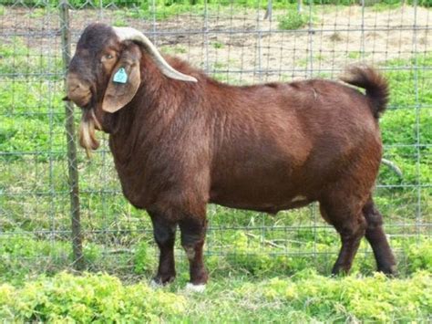 South African Boer Goat Bucks- Boer Goats | Animals World