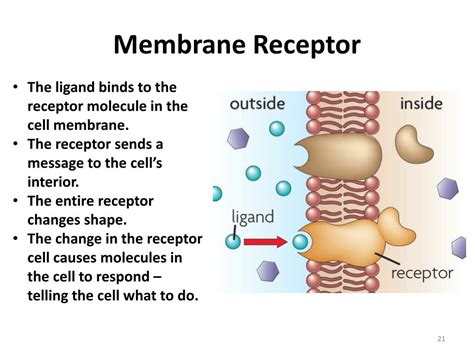 PPT - Cell Membrane and Fluid Mosaic Model PowerPoint Presentation, free download - ID:2625938