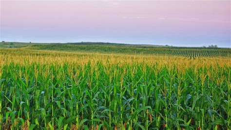 Rising Temperatures Are Stressing the U.S. Corn Belt - Yale E360