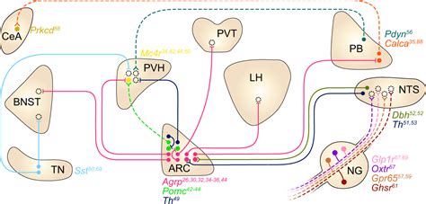 11 Extraordinary Facts About Neural Circuits In Feeding Behavior - Facts.net