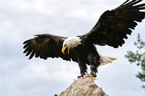 Bald Eagle Swoops Down and Snatches Small Dog