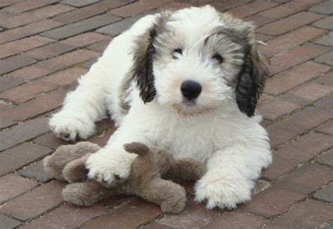 Polish Lowland Sheepdog Info, Temperament, Puppies, Pictures