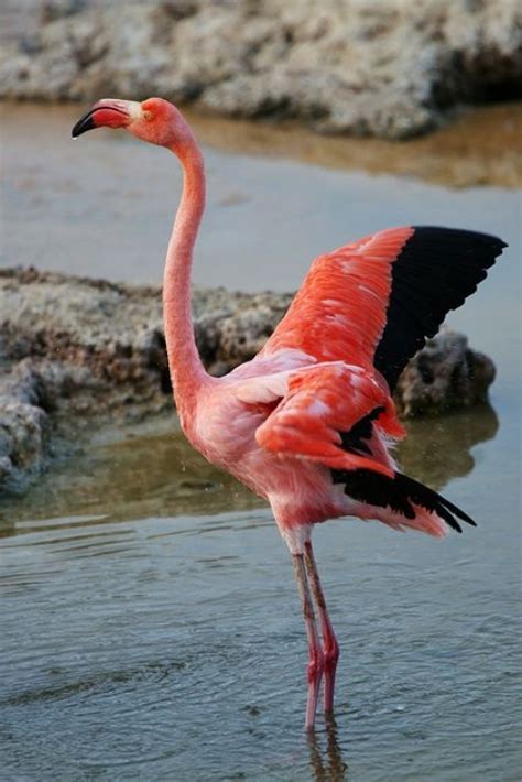 Download Orange flamingo - Birds Hd wallpaper or images for your mobile phone.