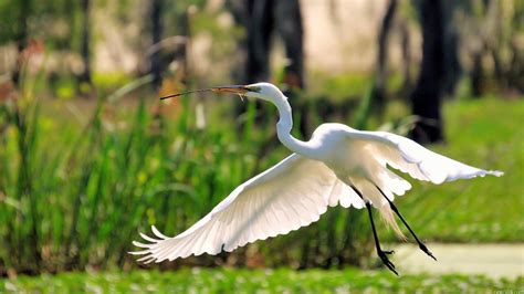 nature, Flying, Birds, Herons, Great, Egret, Egrets Wallpapers HD / Desktop and Mobile Backgrounds