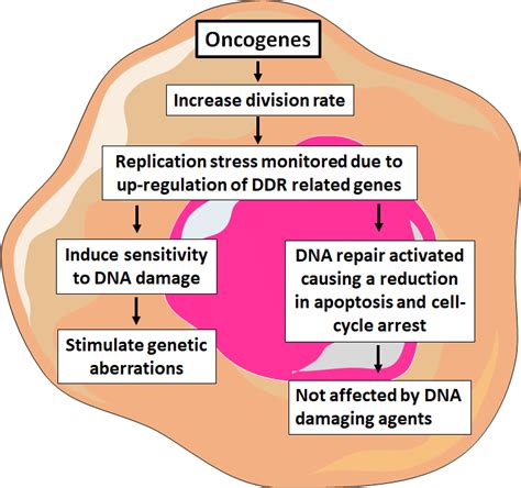 The DNA Damage Response (DDR) pathway in cancer cells. Several... | Download Scientific Diagram