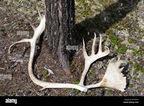 Moose antlers in woodland in Manitoba, Canada Stock Photo - Alamy