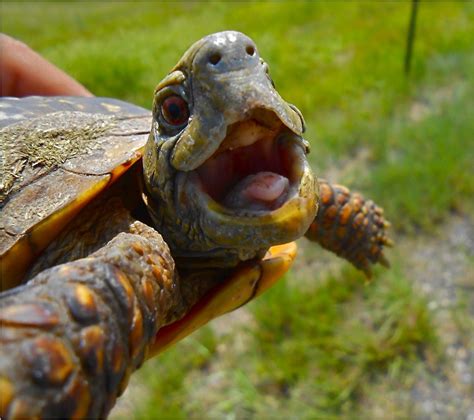 Chasing Turtles (Very Slowly) For Science and Fun - ICTMN.com | turtles! | Pinterest | Turtle ...