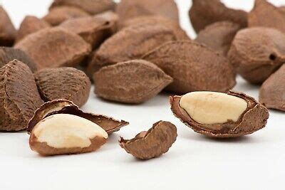 Brazil Nuts Tree Finest - 3 seeds / DIY Own Garden / UK Seller | eBay