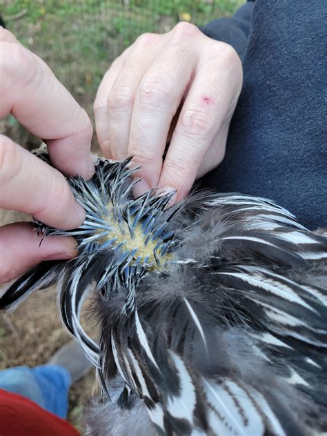 First year with chickens. First chicken going bald. Is this just natural molt with new feathers ...