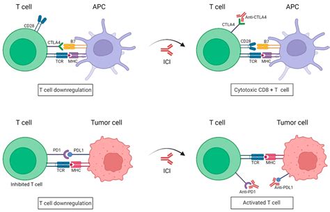 Biomolecules | Free Full-Text | Immune Checkpoint Inhibitors and RAS ...