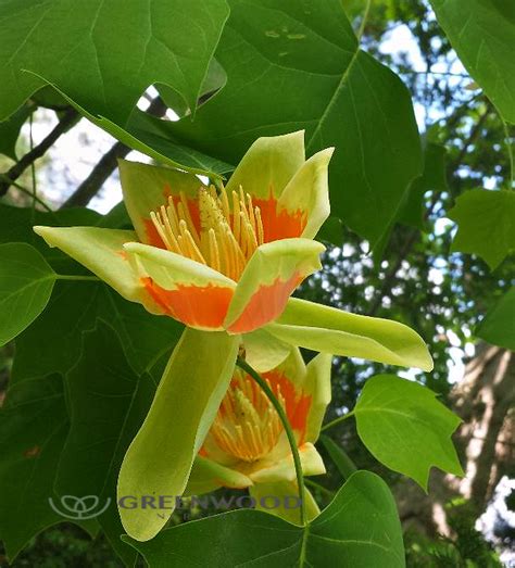 Tulip Poplar Trees | Greenwood Nursery