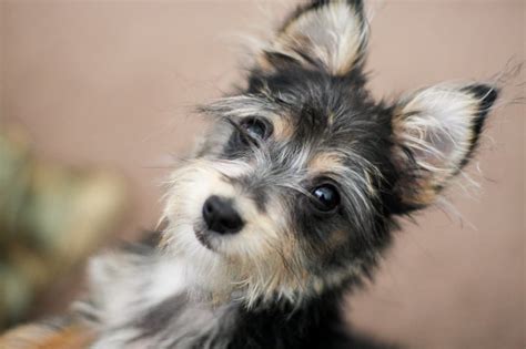 Chorkie Dog Profile: The Complete Chihuahua Yorkie Mix Guide for New Owners | The Dog People by ...