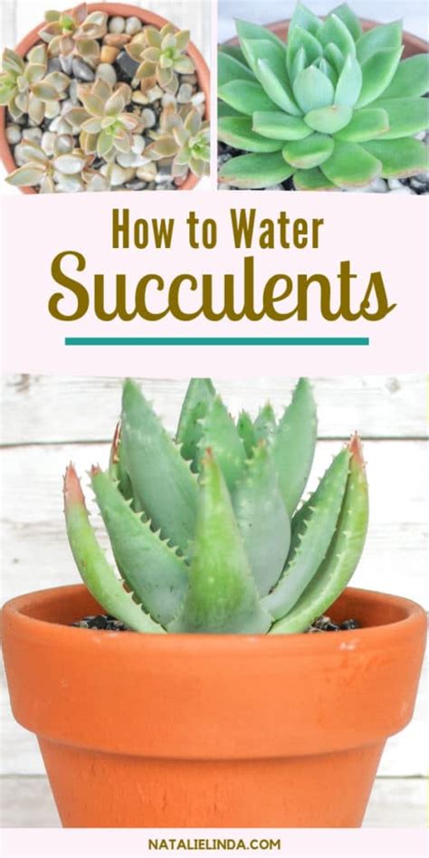 How to Water Succulents - the Right Way - Natalie Linda