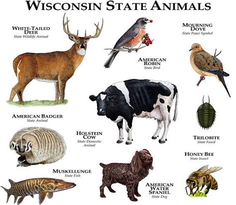 The official animals of the state of Wisconsin are represented in this design. Species included ...