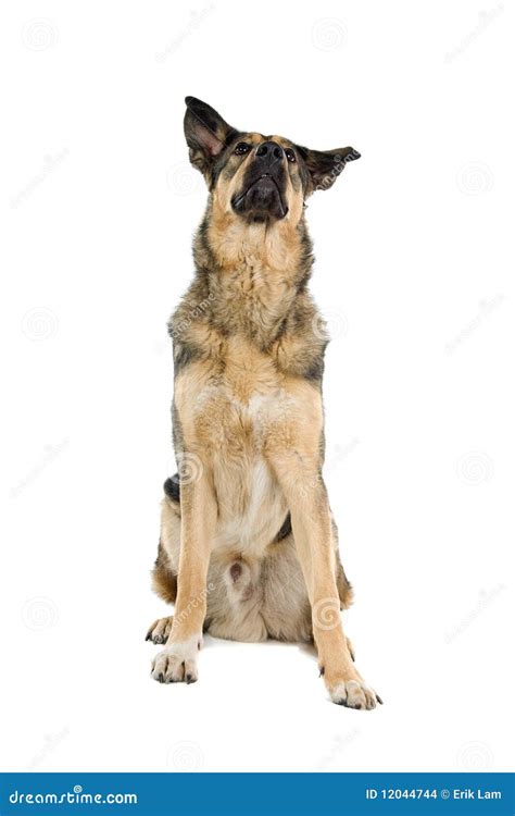 Mongrel dog stock photo. Image of single, domesticated - 12044744