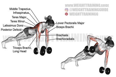 Dumbbell renegade row instructions and video | weighttraining.guide