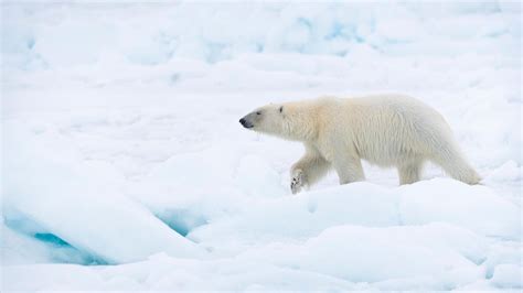 Polar bear population - WWF Arctic