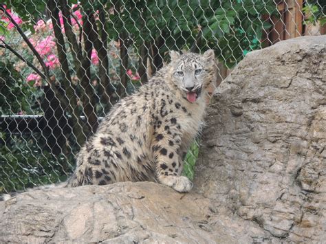 Access Chattanooga: Chattanooga Zoo