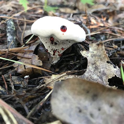 Bleeding Tooth Fungus Red River Gorge : r/Mushrooms