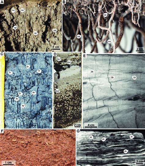 Examples of brackish-water assemblages of trace fossils. (A) Nereid... | Download Scientific Diagram