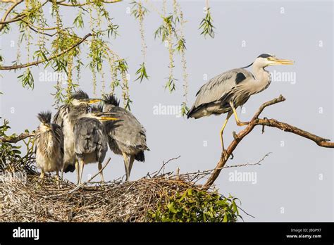 grey heron in nest Stock Photo - Alamy