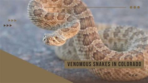 Slithering Wonders: Unraveling the Mysteries of Venomous Snakes in Colorado