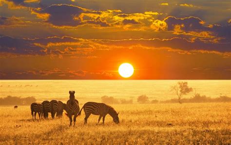 Namibia Safari Lodges: Immerse Yourself in the Beauty of the African ...