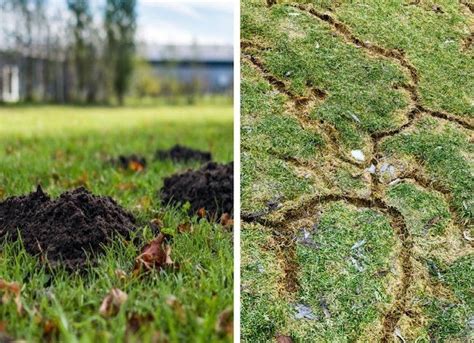 Vole vs. Mole: How to Identify the Culprit in Your Yard and Garden